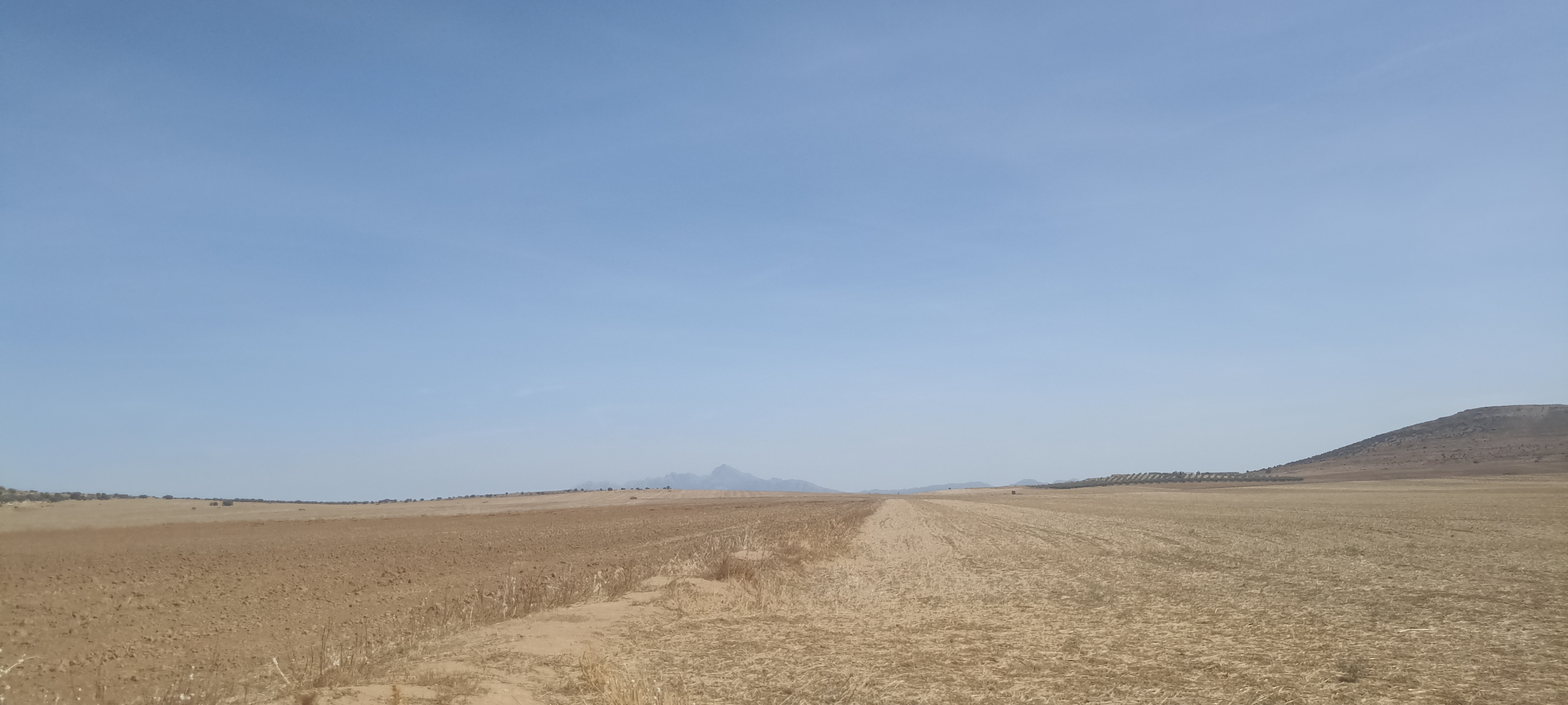 Bir Mcherga Delaiel El Arouss Terrain Terrain agricole 8 hectares nu excellente nappe phratique