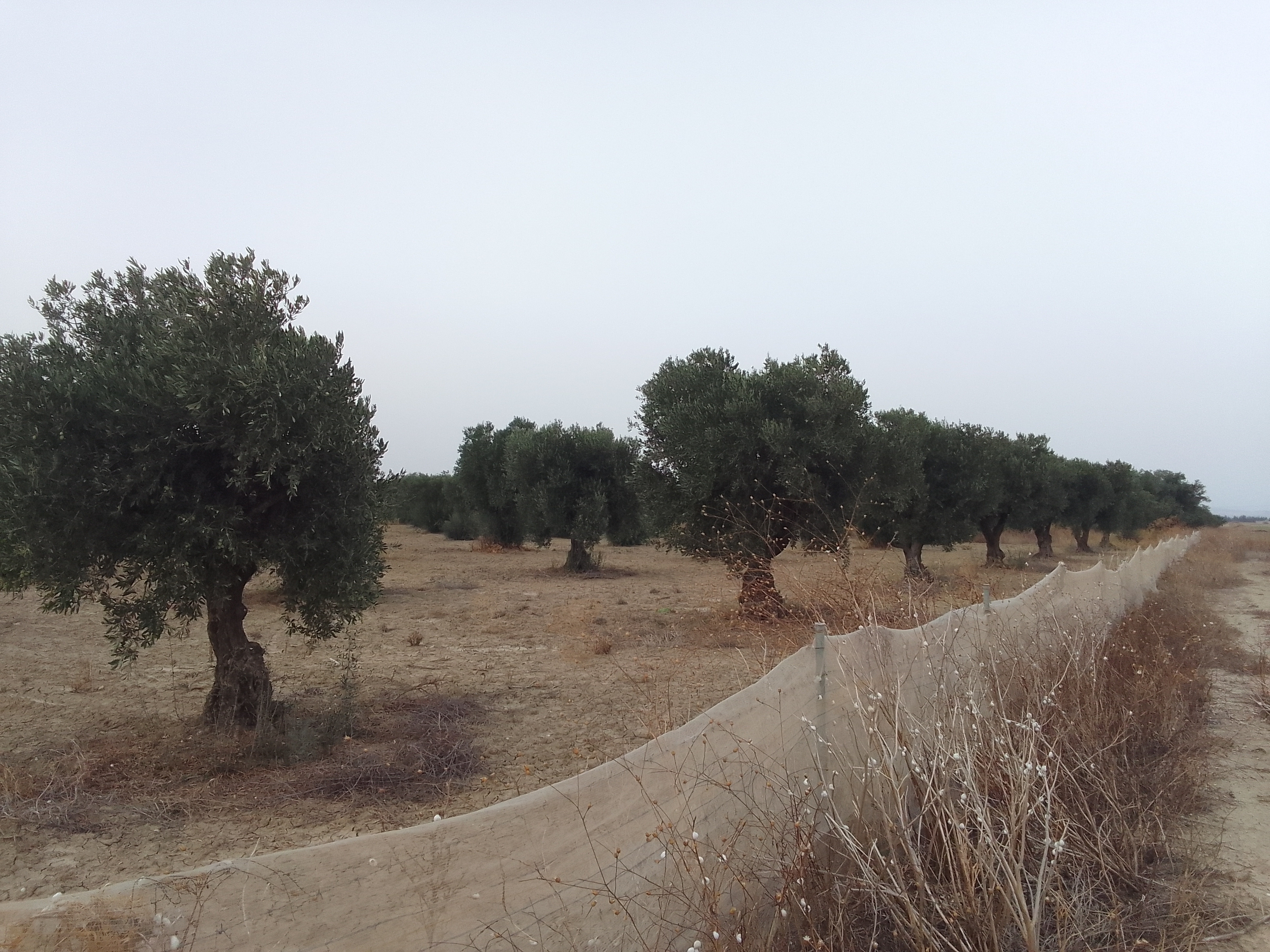 Terrain Terrain agricole