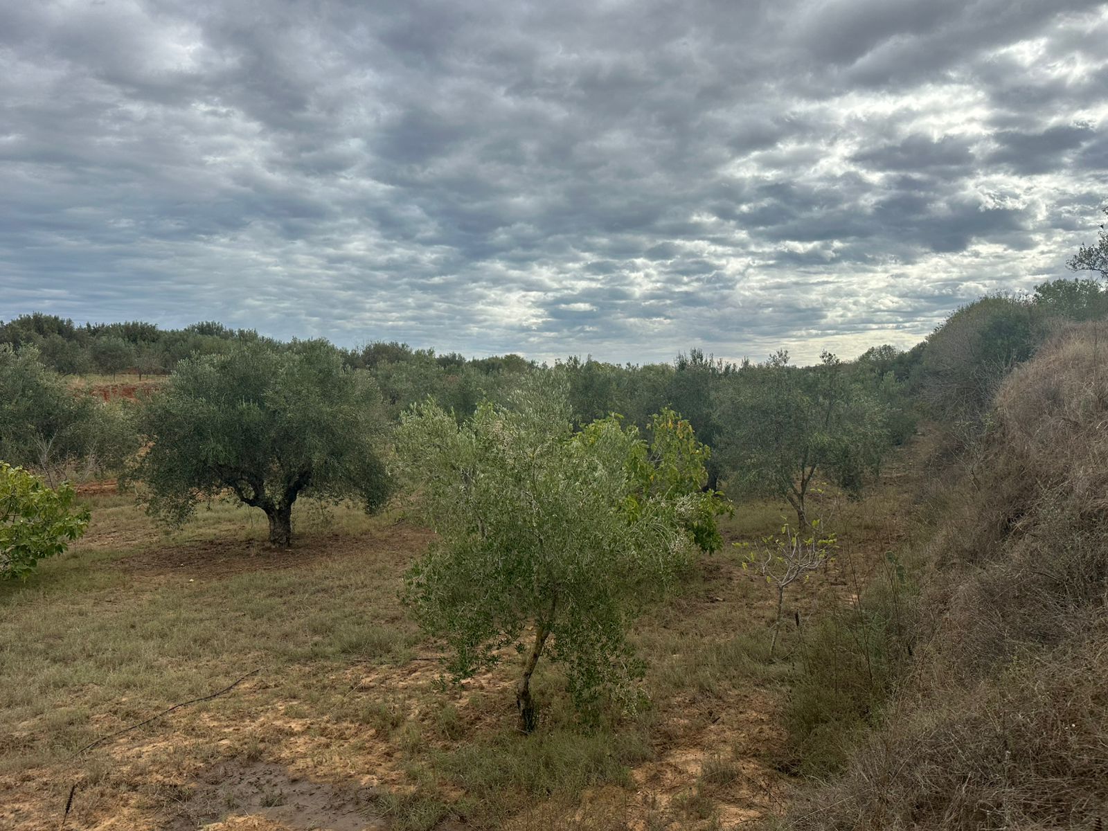 Terrain Terrain agricole