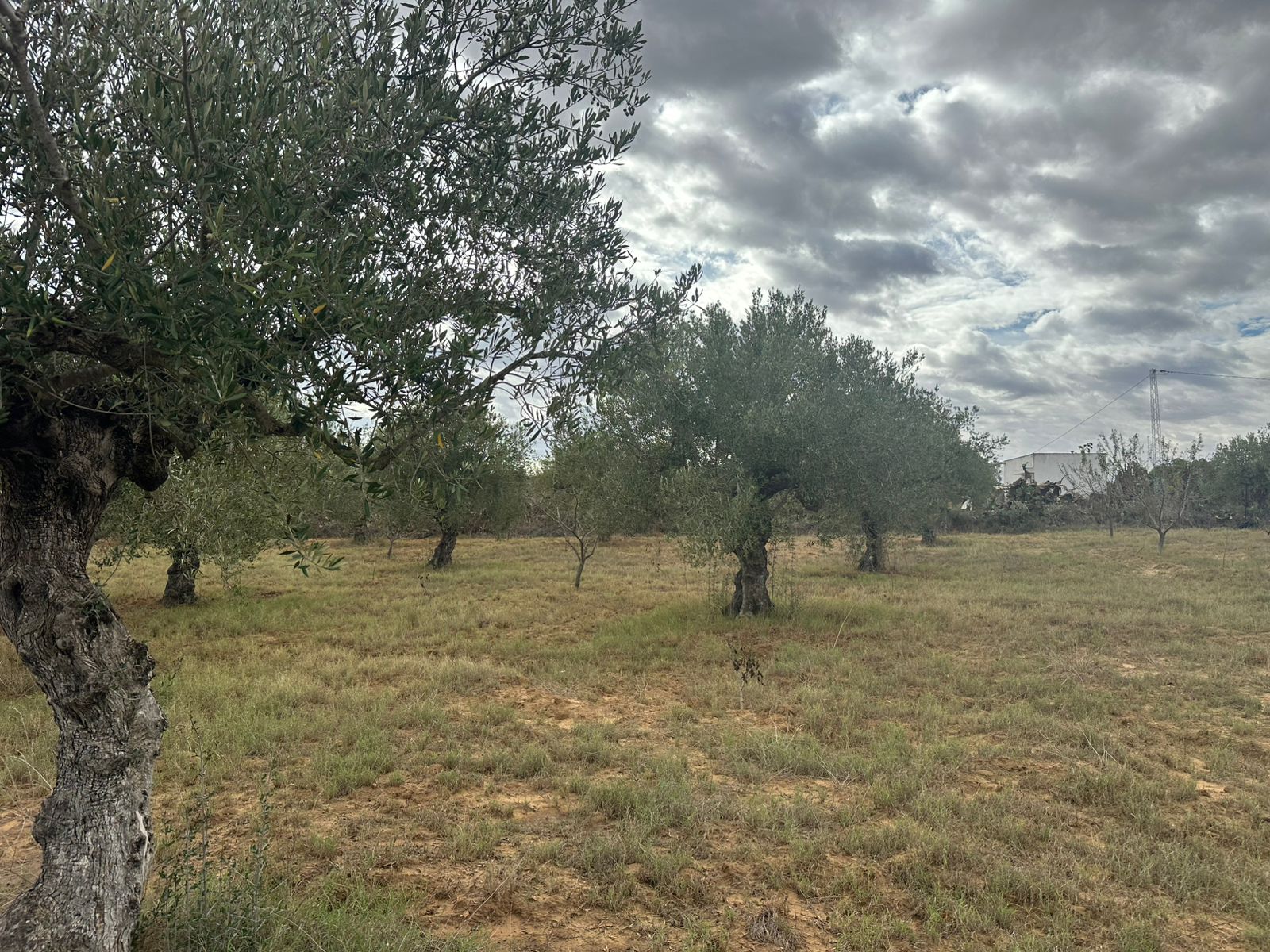 Kalaa El Kebira Kalaa El Kebira Terrain Terrain agricole Terrain el hnia dont villa inacheve