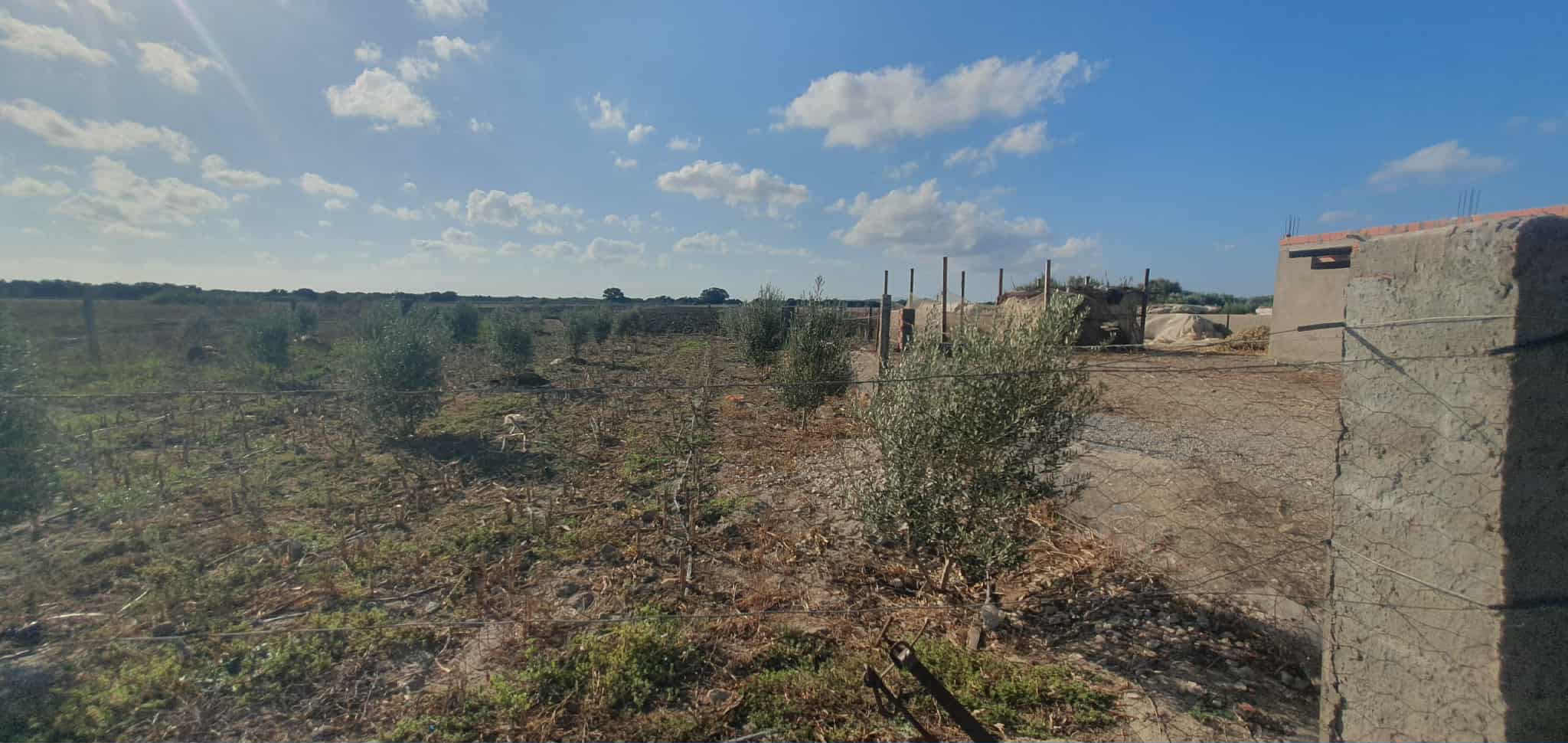 El Haouaria Charaf Terrain Terrain agricole Ferme situe dans la rgion de charef houaria