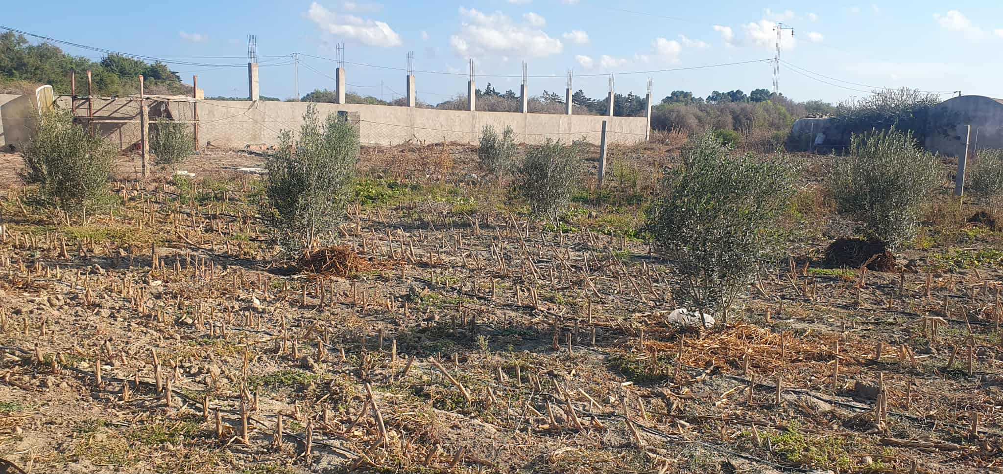 El Haouaria Charaf Terrain Terrain agricole Ferme situe dans la rgion de charef houaria