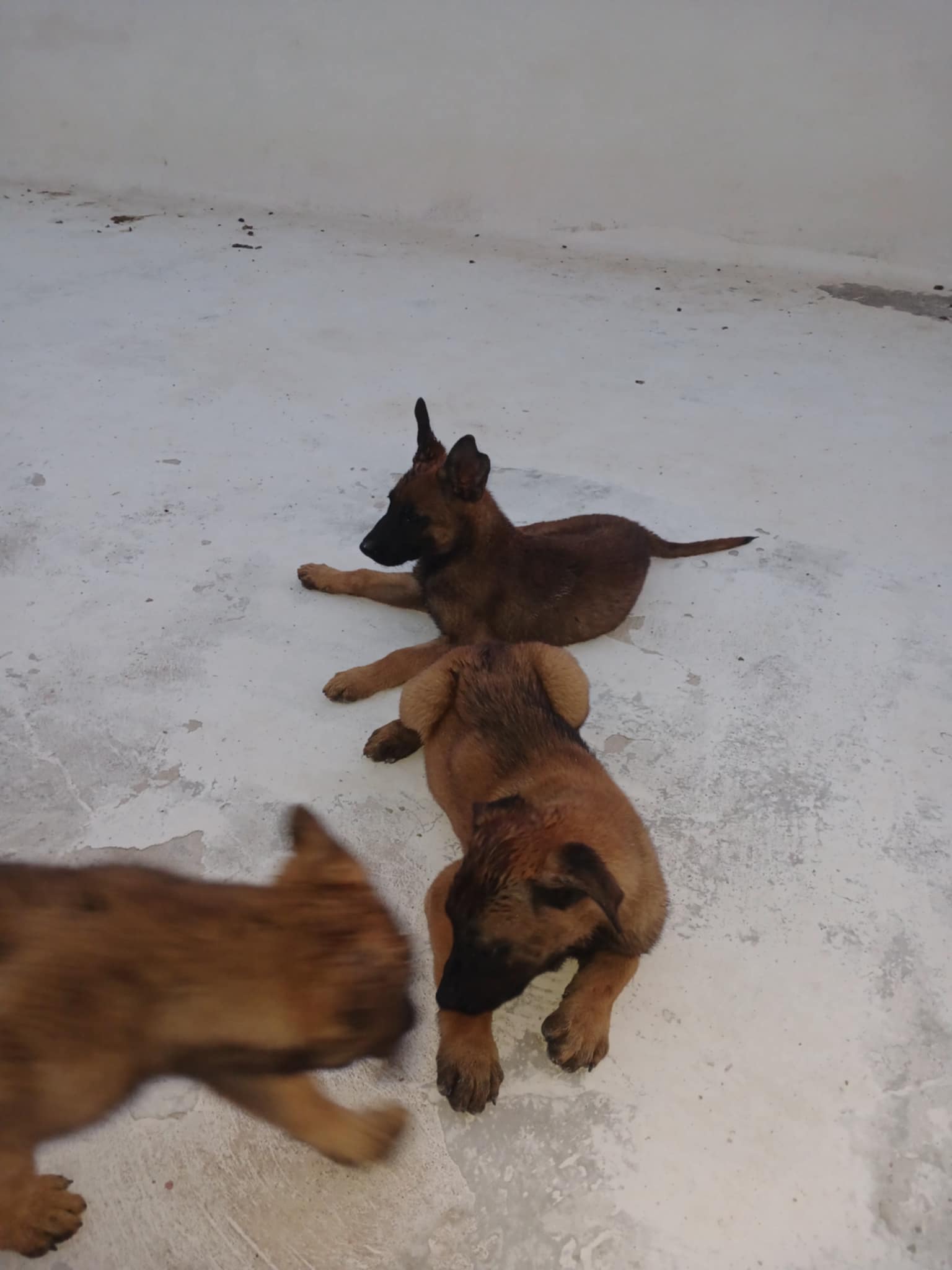 Chiens Autre