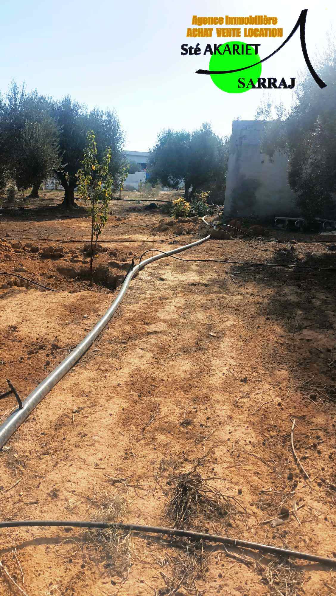 Akouda Chatt Meriem Terrain Terrain agricole Terrain cltur 1254m prs zine bledi tantana