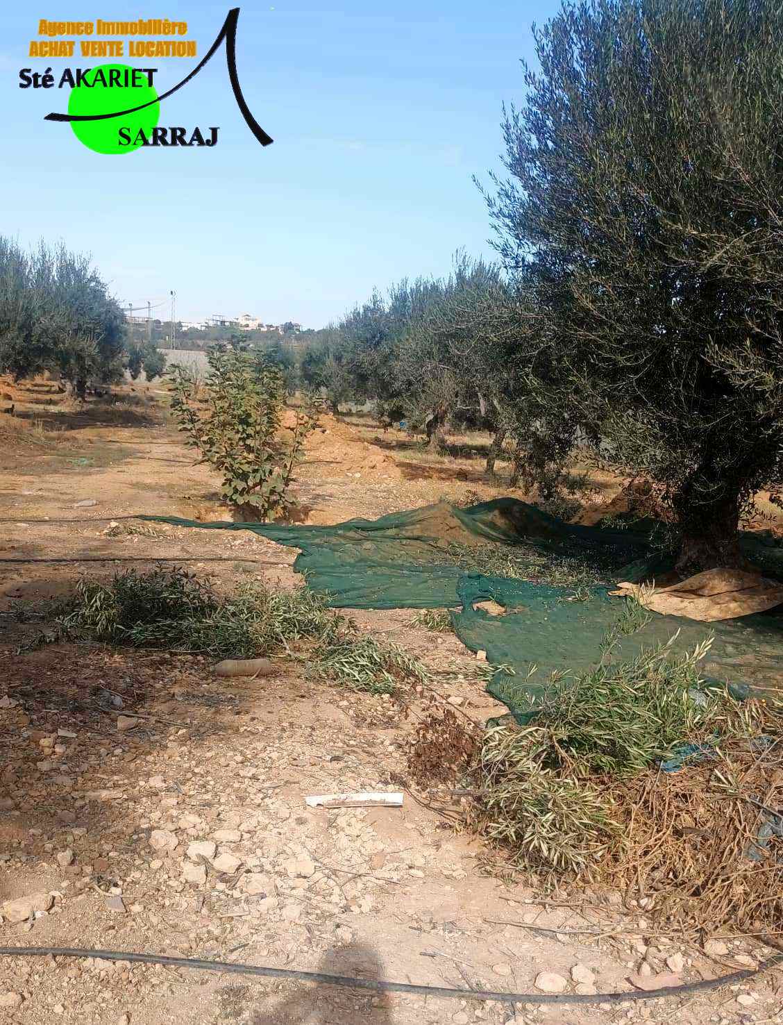 Akouda Chatt Meriem Terrain Terrain agricole Terrain cltur 2658m prs zine bledi tantana