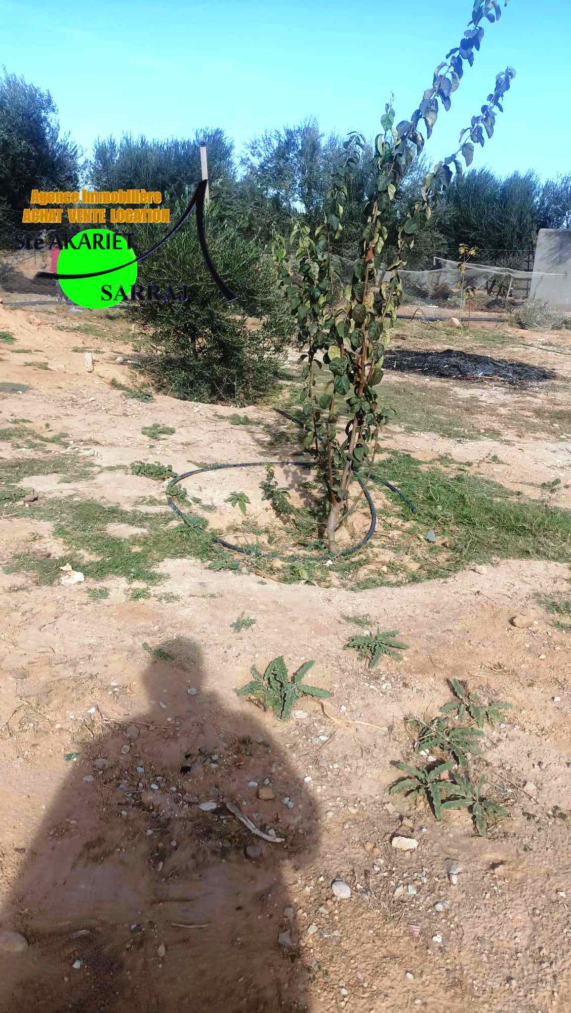 Akouda Chatt Meriem Terrain Terrain agricole Terrain cltur 2658m prs zine bledi tantana