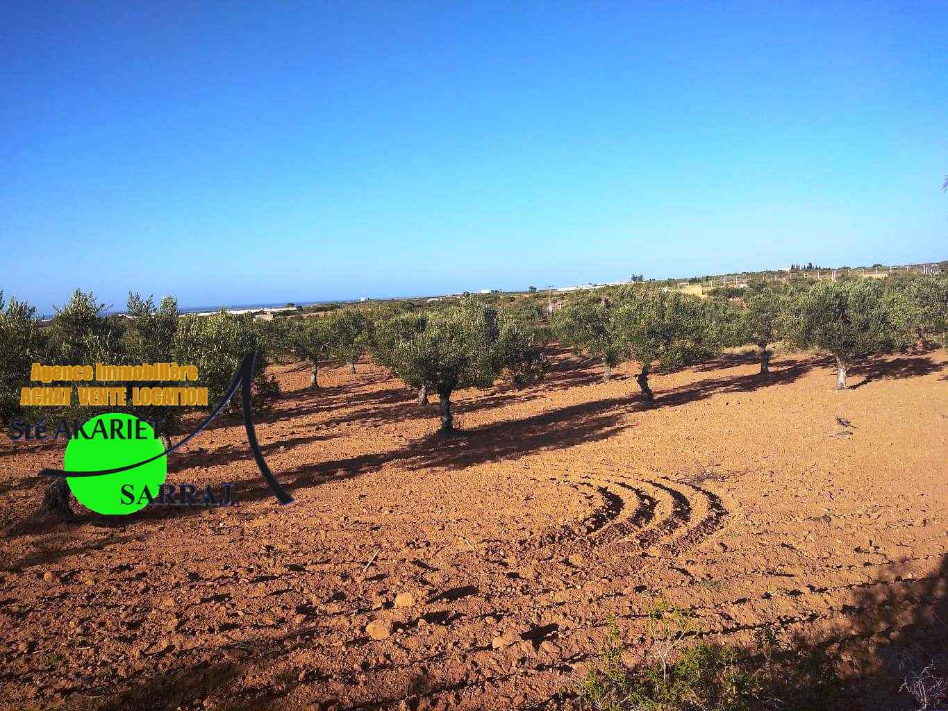 Kalaa El Kebira Kalaa El Kebira Terrain Terrain agricole Terrain 10000m  kalaa kebira vers dar zitouna