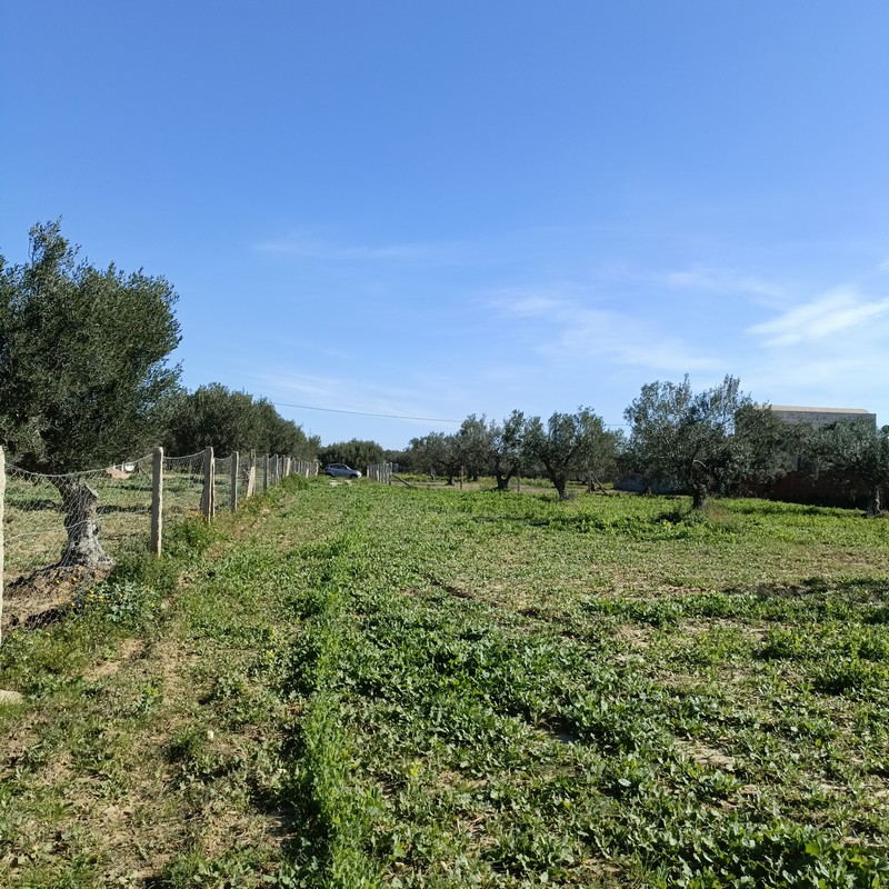 Hammamet&nbsp;Hammamet&nbsp;Terrain&nbsp;Terrain agricole&nbsp;Av terrain 1680m proche hammamet yasmine