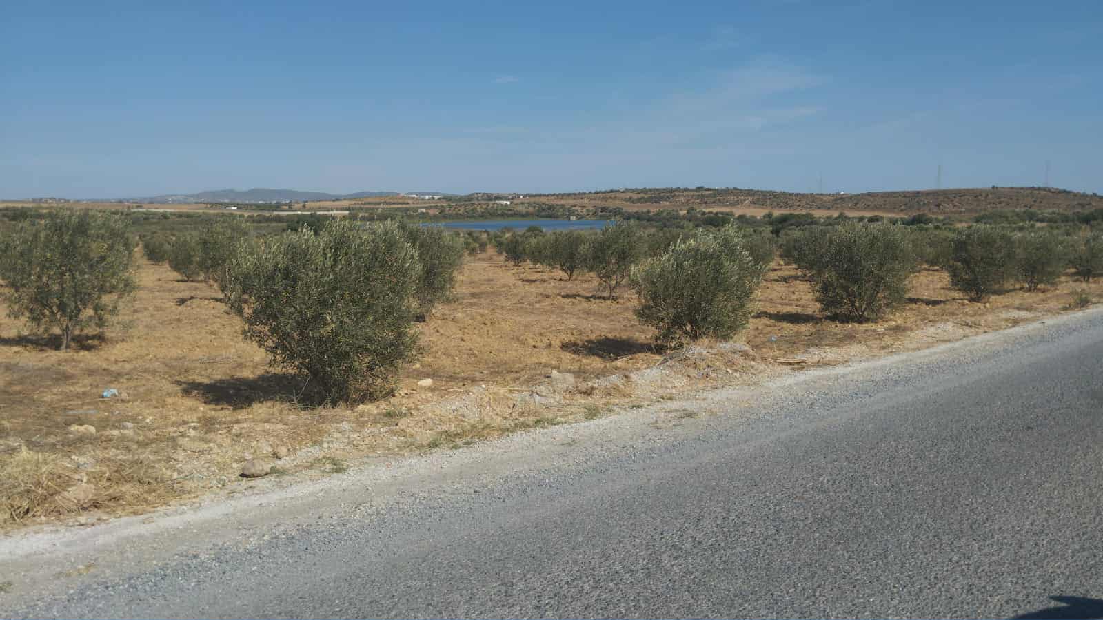 Hammamet&nbsp;Hammamet&nbsp;Terrain&nbsp;Terrain agricole&nbsp;Av de 1000m a 3000m � monchar