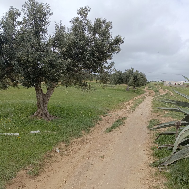 Hammamet&nbsp;Residence Ellissa&nbsp;Terrain&nbsp;Terrain nu&nbsp;Bonne affaire 290m a 28 md � hamammet sud