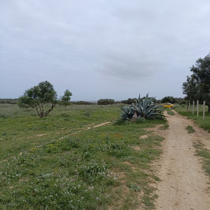 Hammamet&nbsp;Residence Ellissa&nbsp;Terrain&nbsp;Terrain nu&nbsp;Bonne affaire 290m a 28 md � hamammet sud