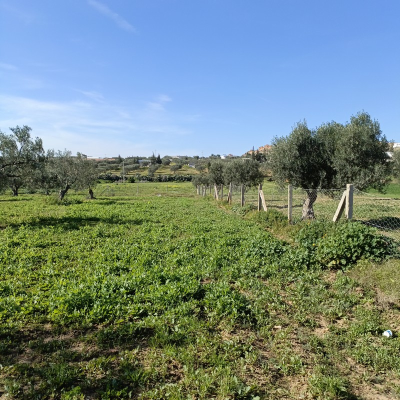 Hammamet&nbsp;Hammamet&nbsp;Terrain&nbsp;Terrain agricole&nbsp;Bonne occasion 1680m � hammamet sud