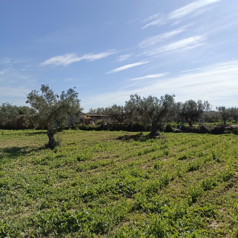 Hammamet&nbsp;Hammamet&nbsp;Terrain&nbsp;Terrain agricole&nbsp;Bonne occasion 1680m � hammamet sud
