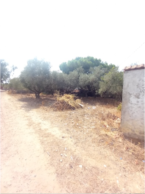 Bizerte Sud Louata Vente Maisons Maison avec jardin