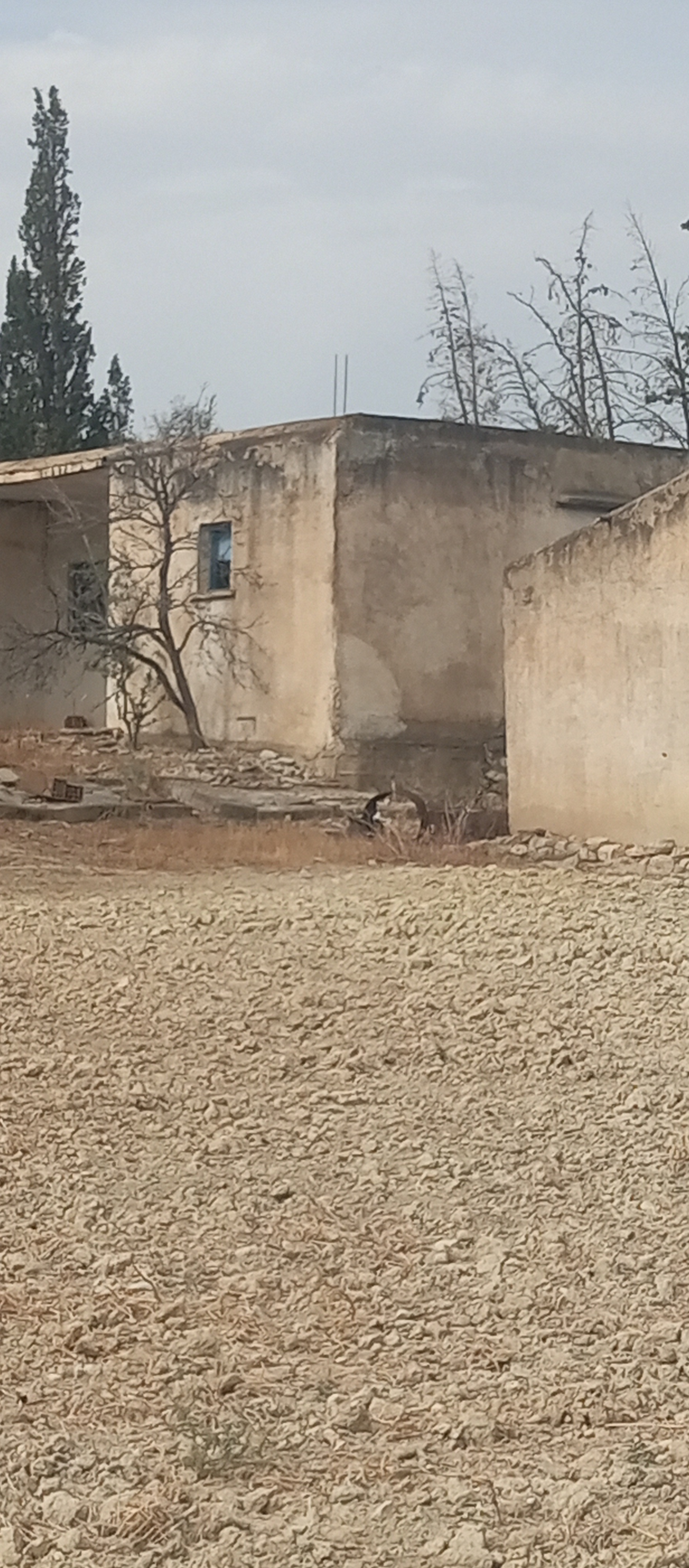 Mejez El Bab Sidi Mediene Terrain Terrain agricole Terrain au bord de route