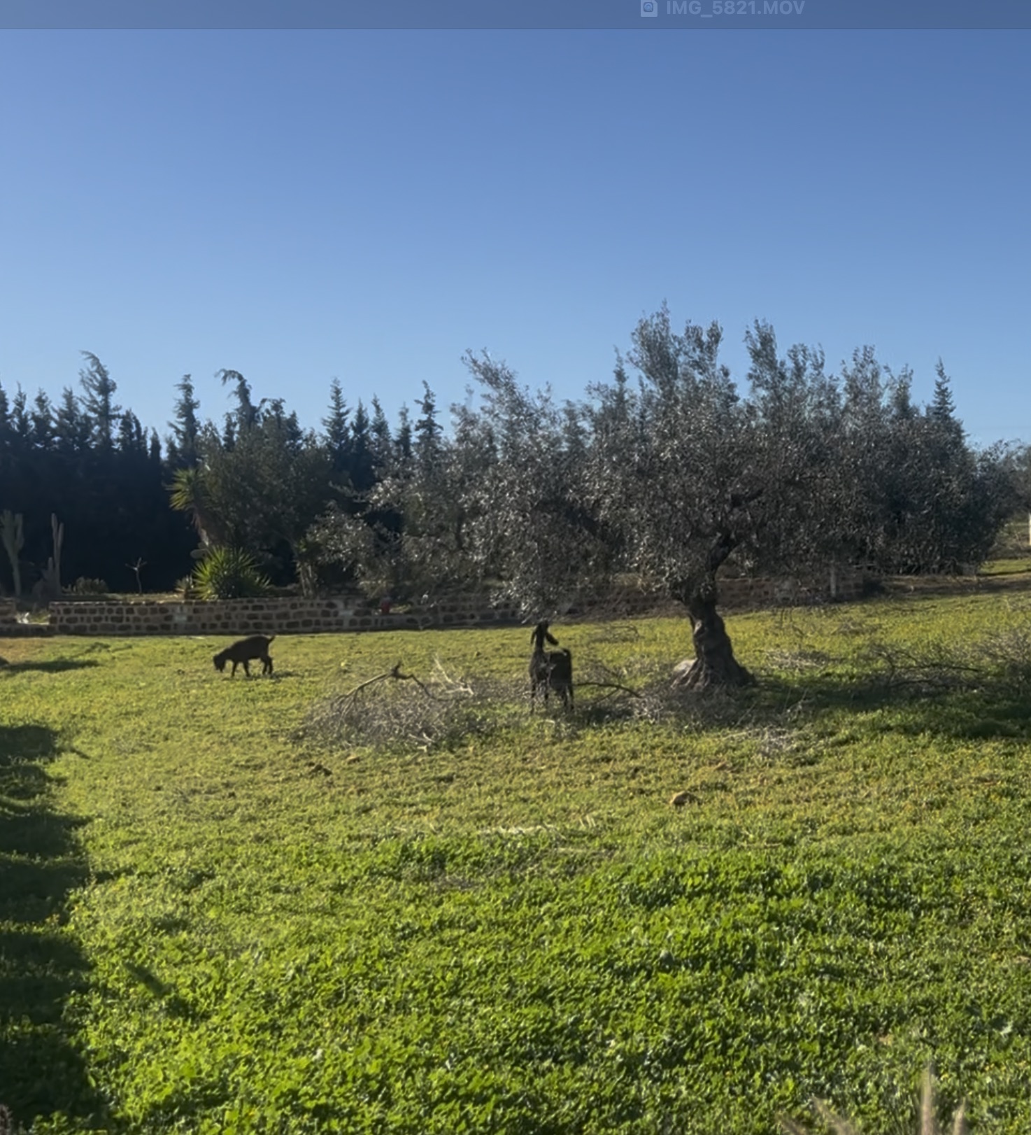 Beni Khiar Beni Khiar Vente Maisons Exclusive property 20 min from hammamet tunisia