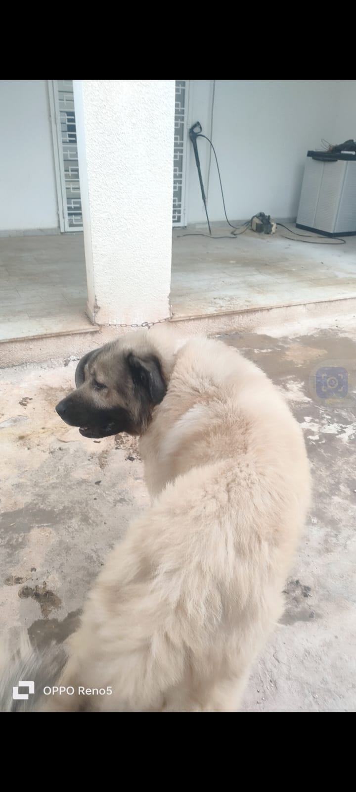 Ben Arous Ben Arous Chiens Autre A  caucase mle