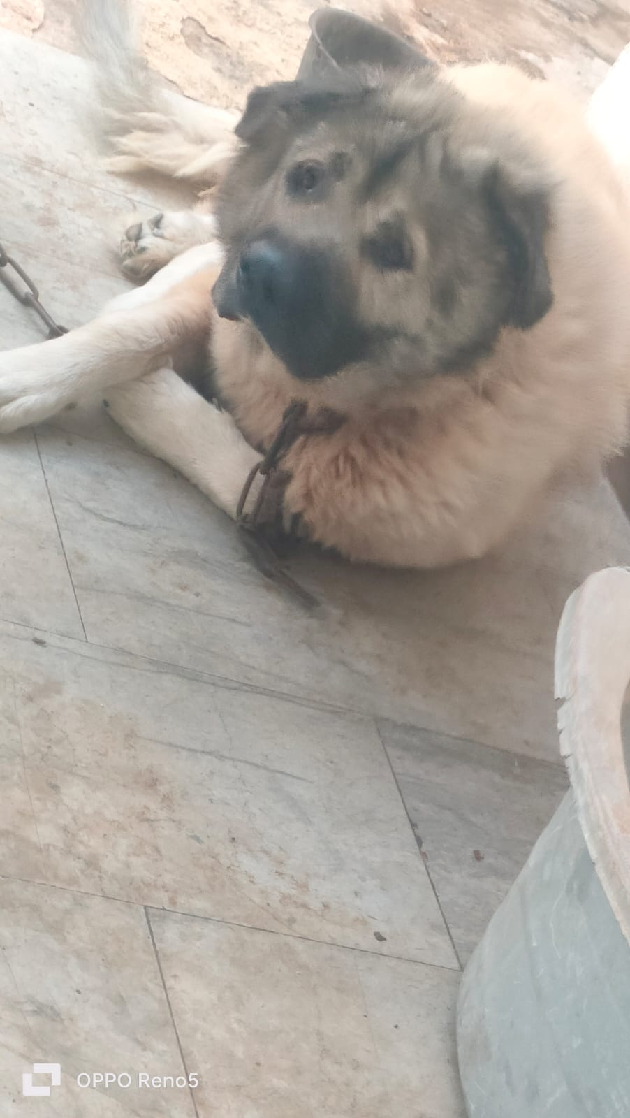 Ben Arous Ben Arous Chiens Autre A  caucase mle