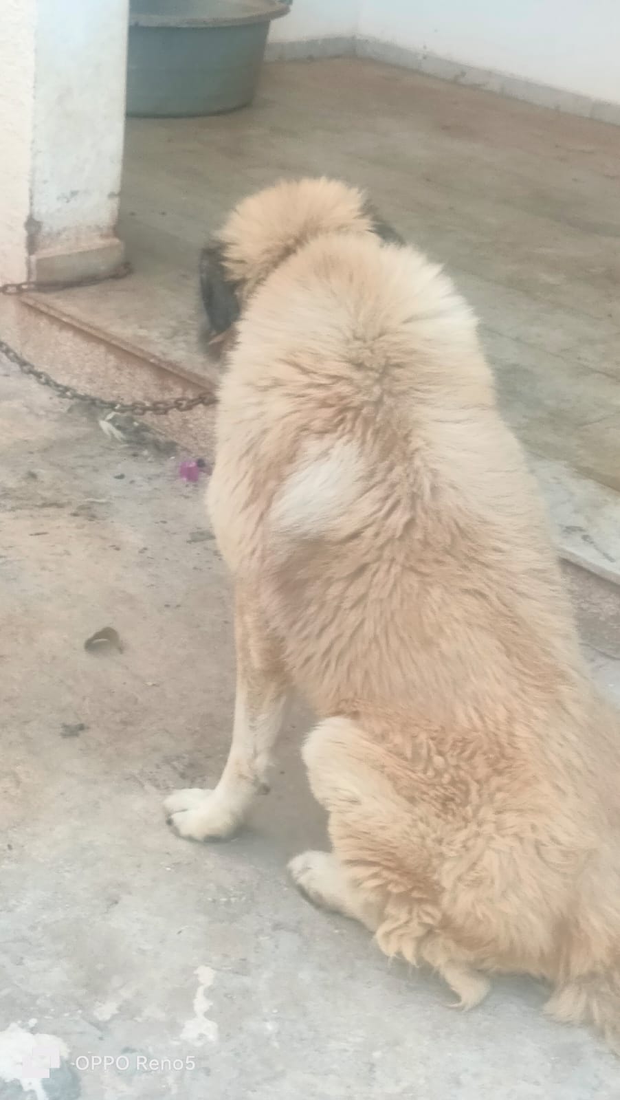 Ben Arous Ben Arous Chiens Autre A  caucase mle