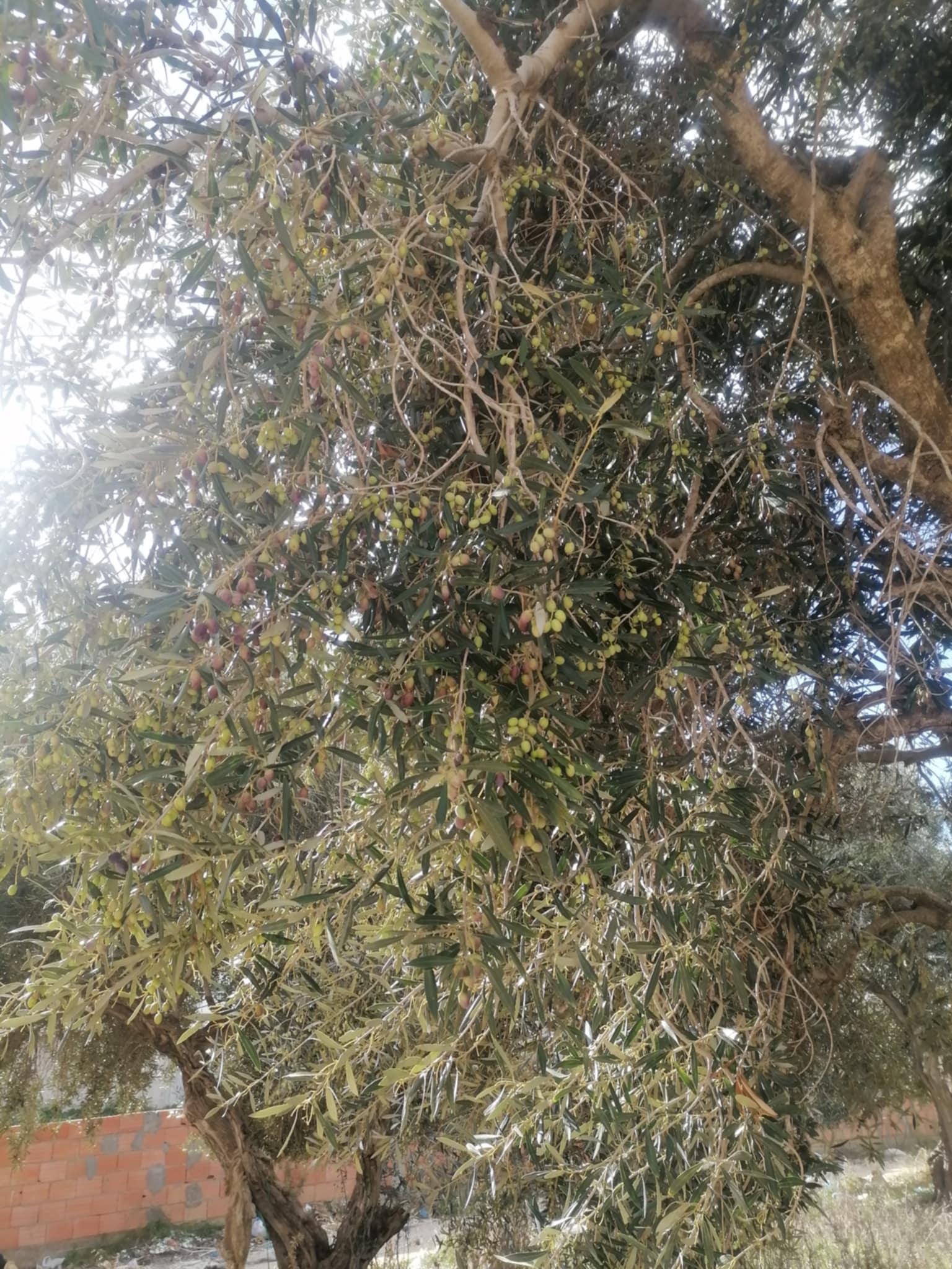 Kelibia&nbsp;Kelibia&nbsp;Terrain&nbsp;Terrain nu&nbsp;Terrain au centre ville