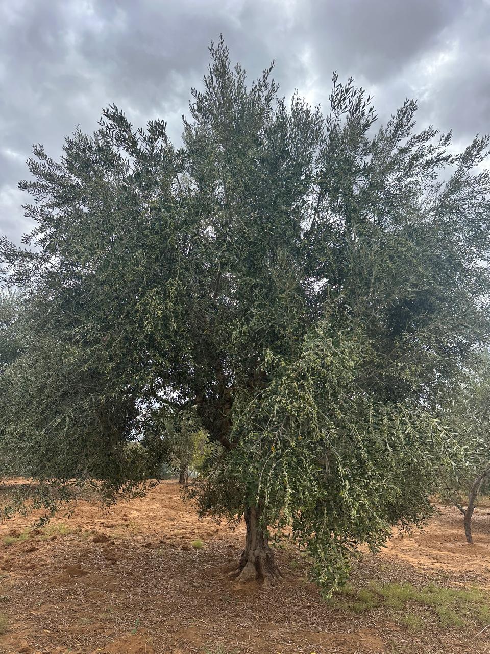 Sidi Bou Ali Sidi Bou Ali Terrain Terrain agricole Terrain agricole cltur sidi bou ali