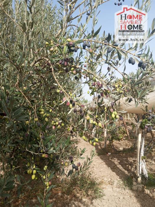 Mejez El Bab Mejez El Bab Terrain Terrain agricole Terrain agricole terrasol  mjez beb