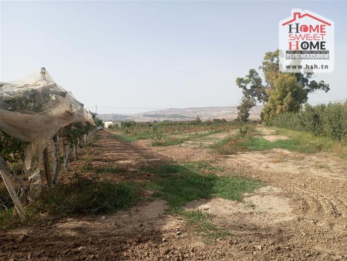 Mejez El Bab Mejez El Bab Terrain Terrain agricole Terrain agricole terrasol  mjez beb