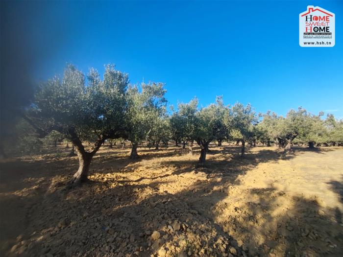 Kalaat Landlous Kalaat Landlous Terrain Terrain agricole Terrain agricole  olea  kalet el andalous