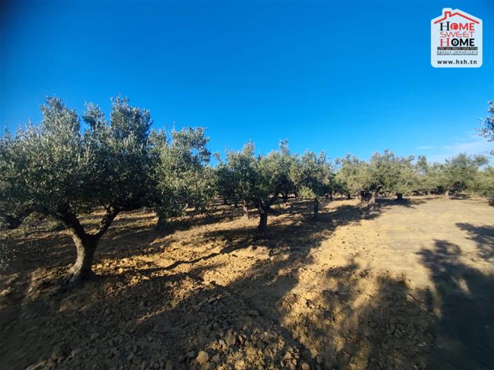 Kalaat Landlous Kalaat Landlous Terrain Terrain agricole Terrain agricole  olea  kalet el andalous