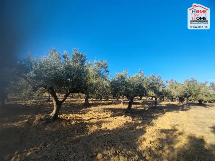 Terrain Terrain agricole