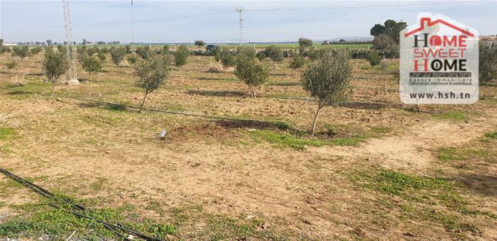 Mejez El Bab Mejez El Bab Terrain Terrain agricole Terrain agricole sarina  mjez beb