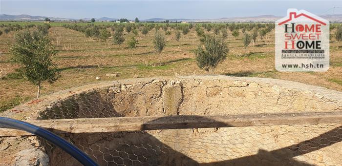 Mejez El Bab Mejez El Bab Terrain Terrain agricole Terrain agricole sarina  mjez beb