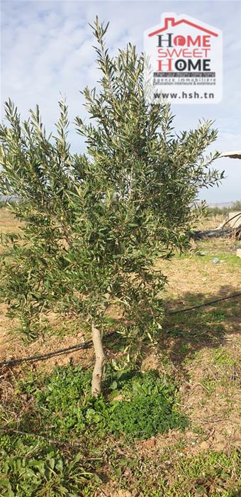 Terrain Terrain agricole