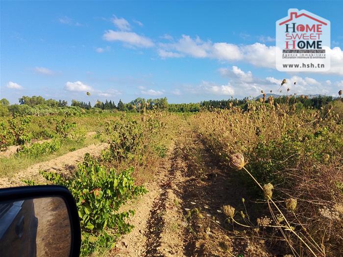 Nabeul&nbsp;Nabeul&nbsp;Terrain&nbsp;Terrain agricole&nbsp;Terrain agricole rahaf � nabeul