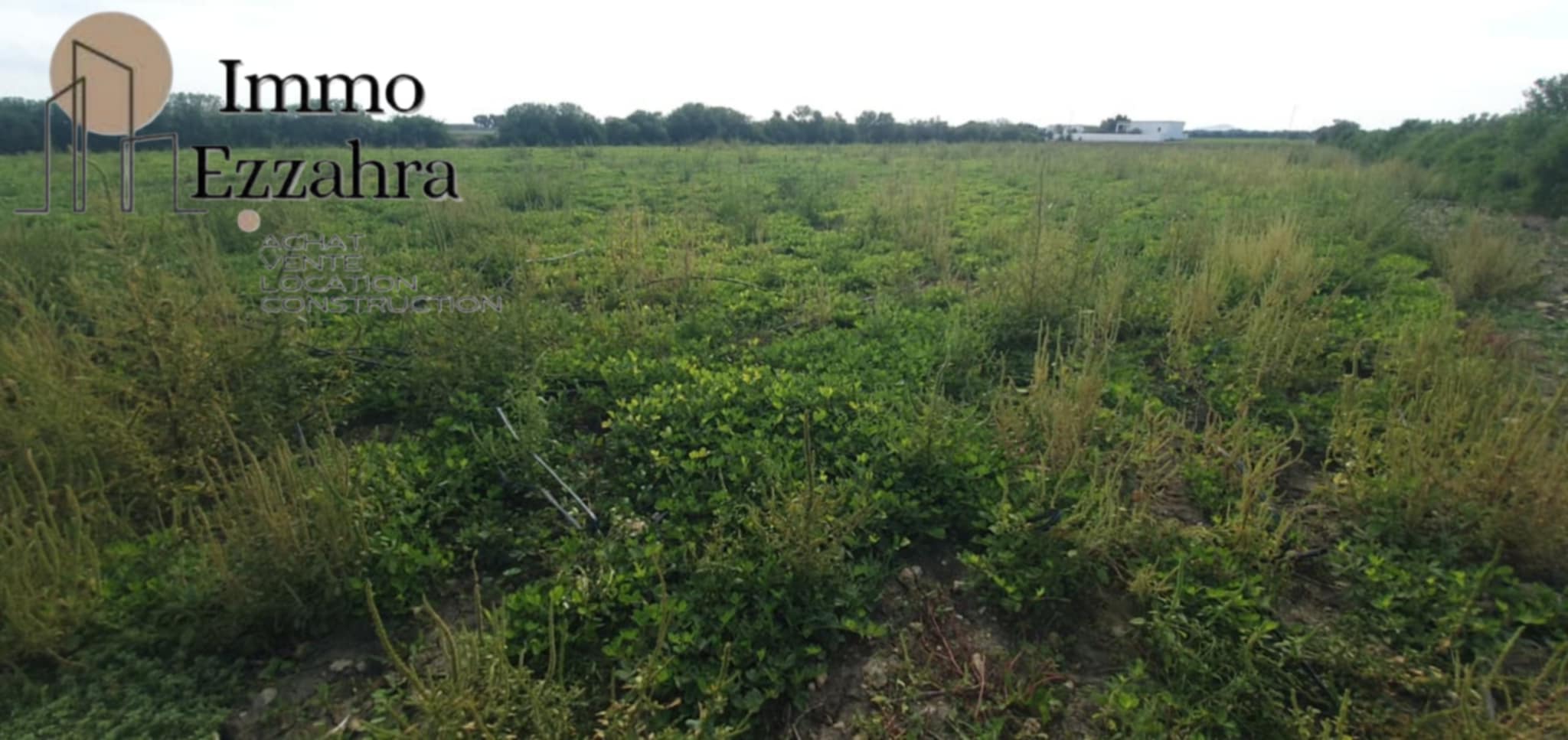 El Haouaria El Haouaria Terrain Terrain agricole Terrain agricole  aban el haouaria