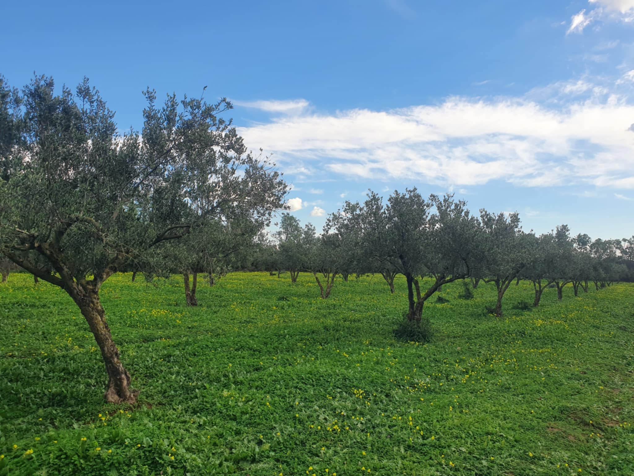 El Haouaria Charaf Terrain Terrain agricole Sania falahiah  chref el haouaria