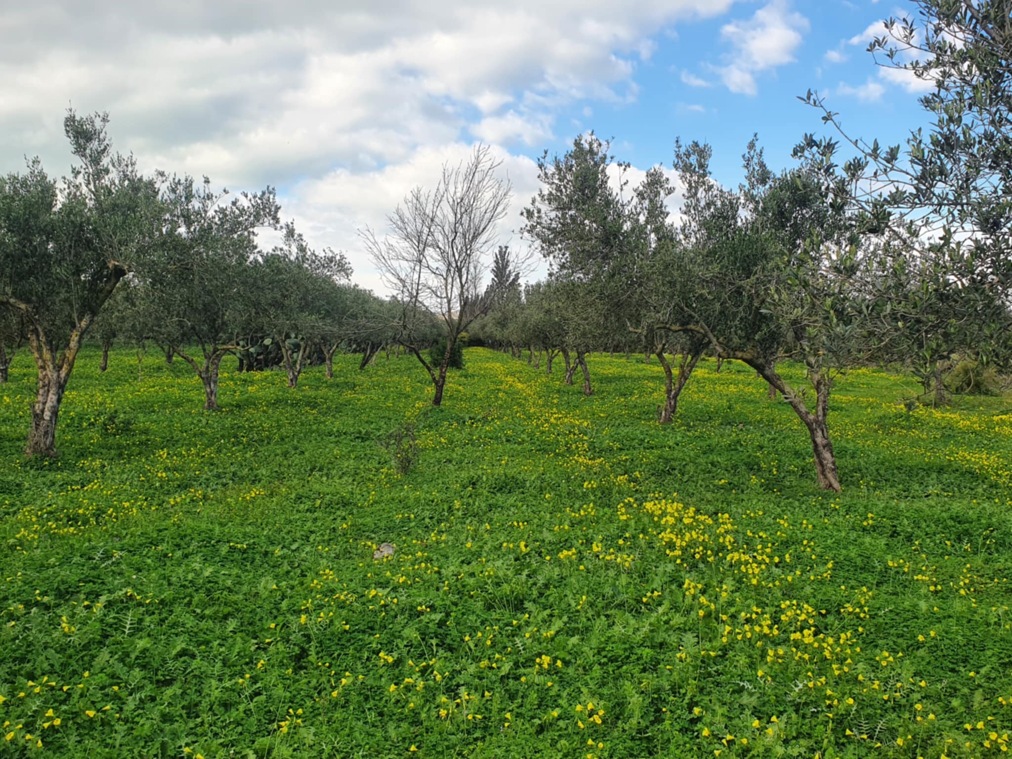 El Haouaria Charaf Terrain Terrain agricole Sania falahiah  chref el haouaria