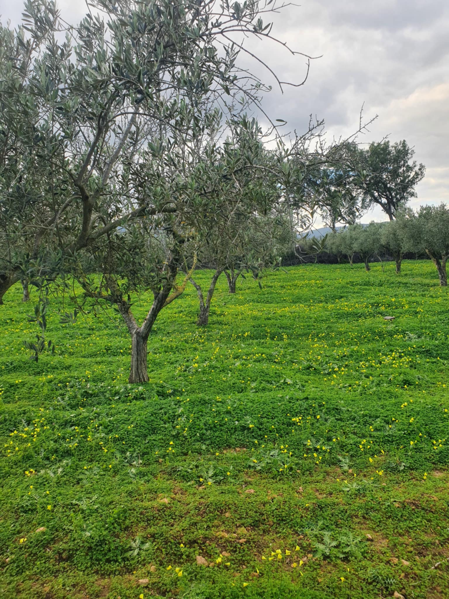 El Haouaria Charaf Terrain Terrain agricole Sania falahiah  chref el haouaria