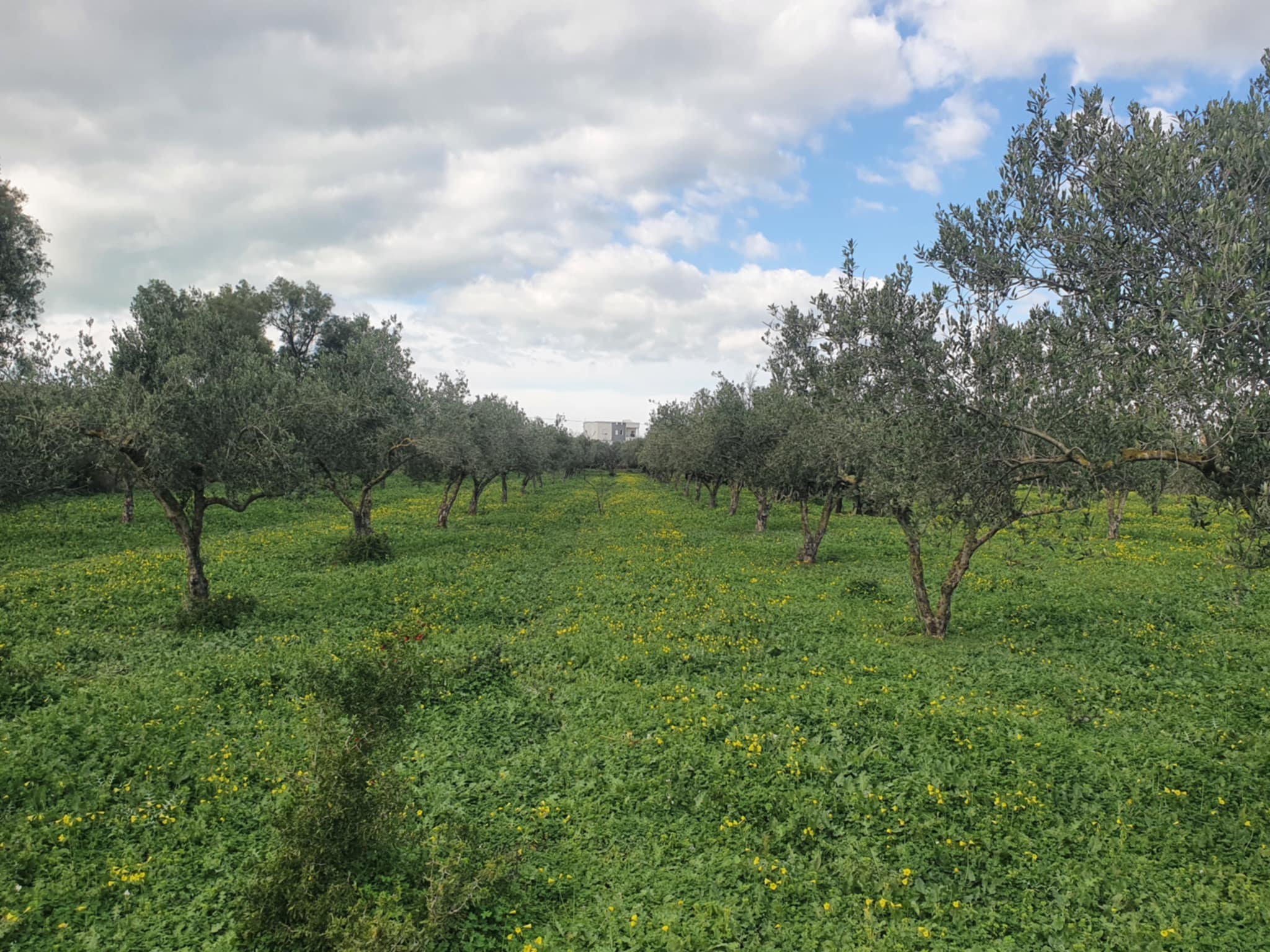 Terrain Terrain agricole