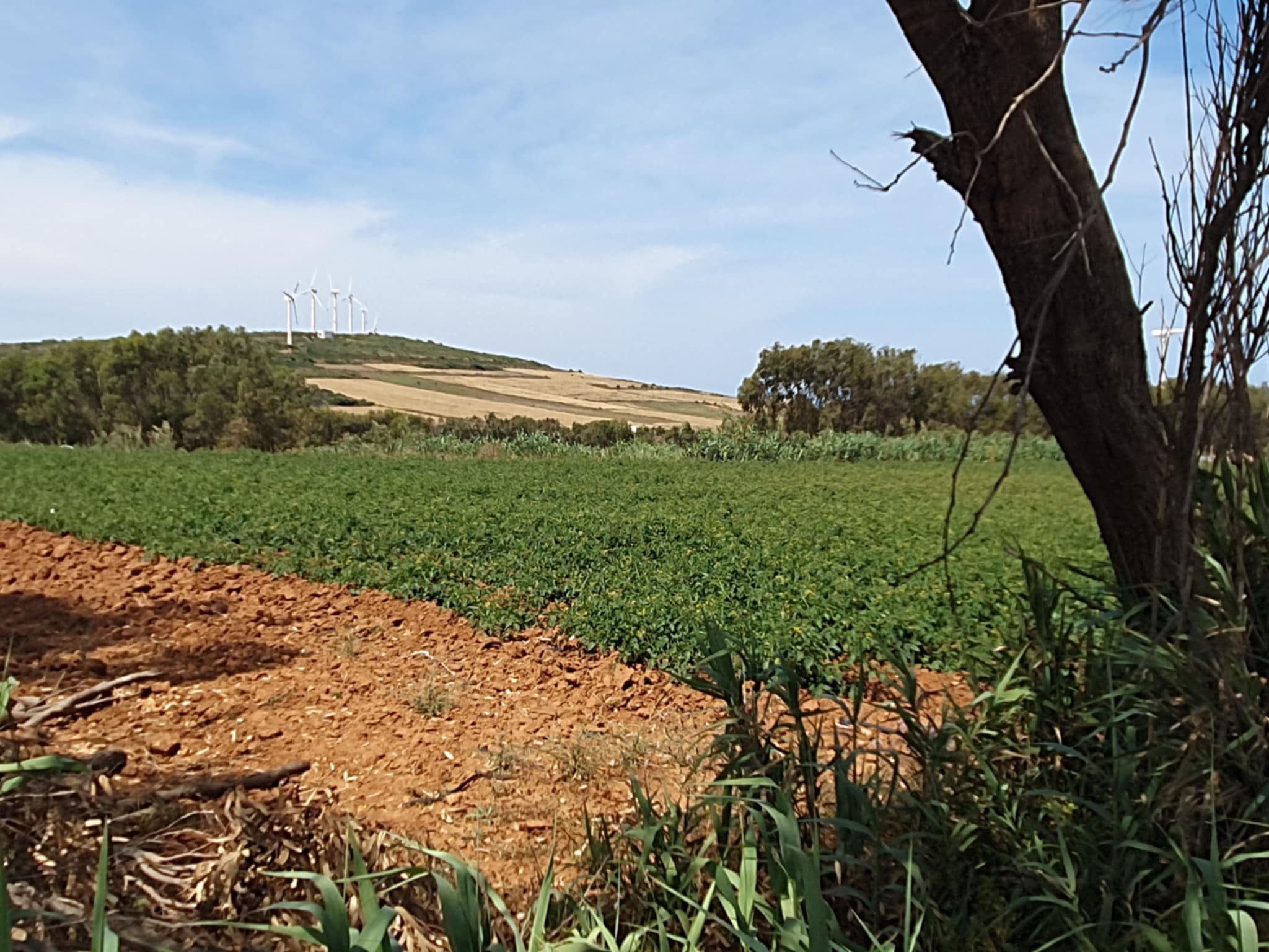 El Haouaria El Haouaria Terrain Terrain agricole Terrain agricole  al argoub el haouaria