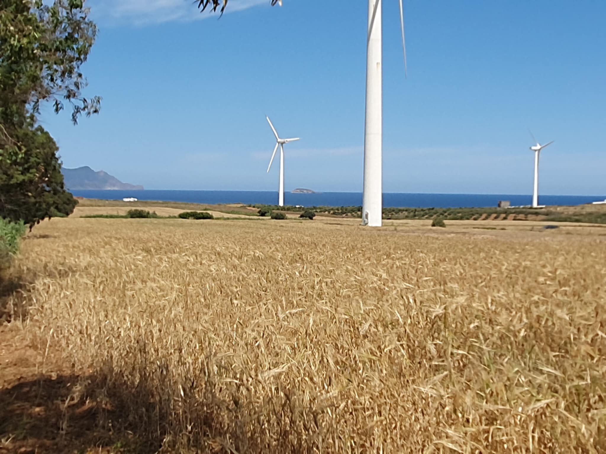 El Haouaria El Haouaria Terrain Terrain agricole Terrain agricole  al argoub el haouaria