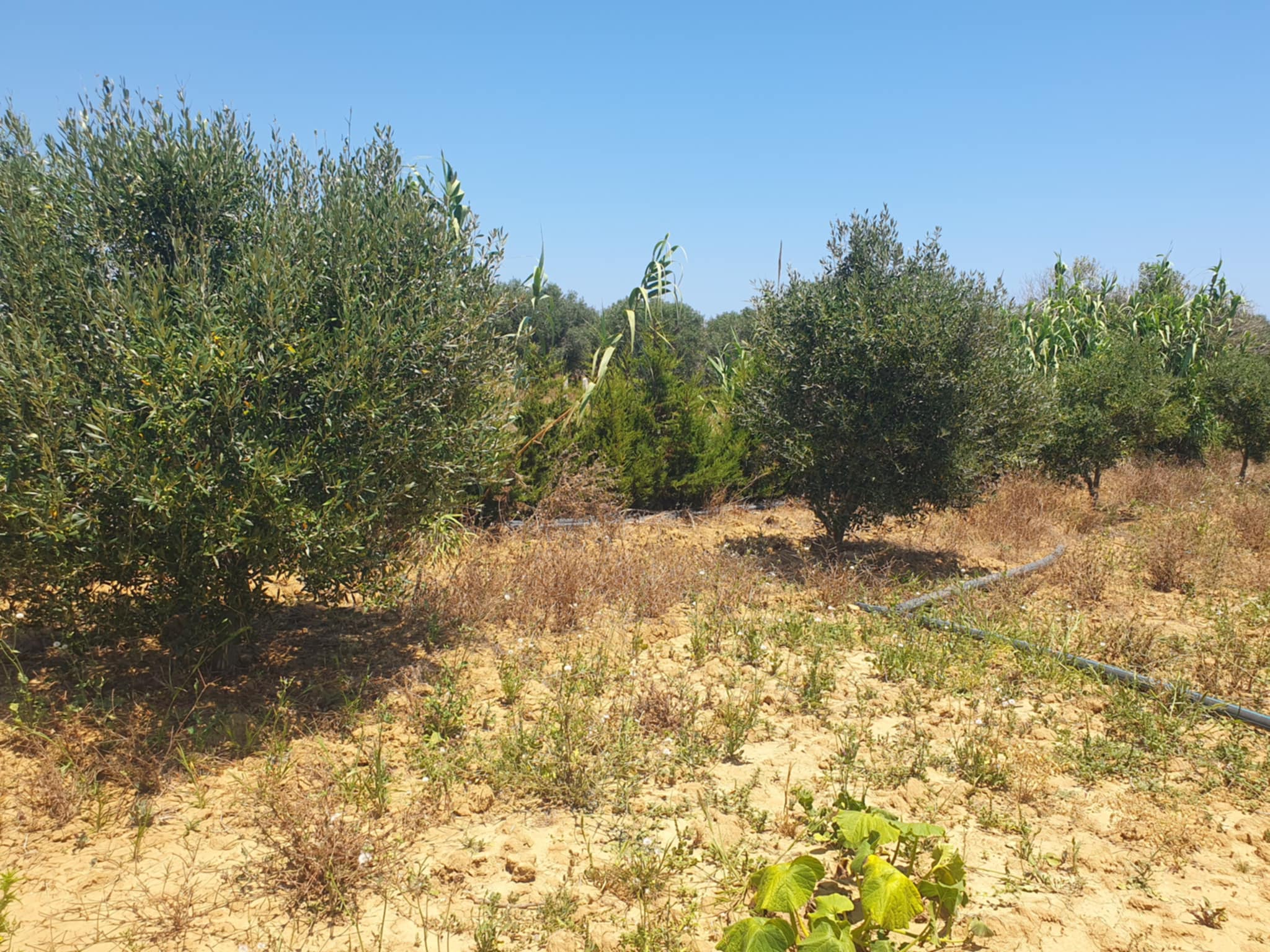 Hammam El Ghezaz Hammam Jebli Terrain Terrain agricole Terrain agricole  hammem jablie klibia