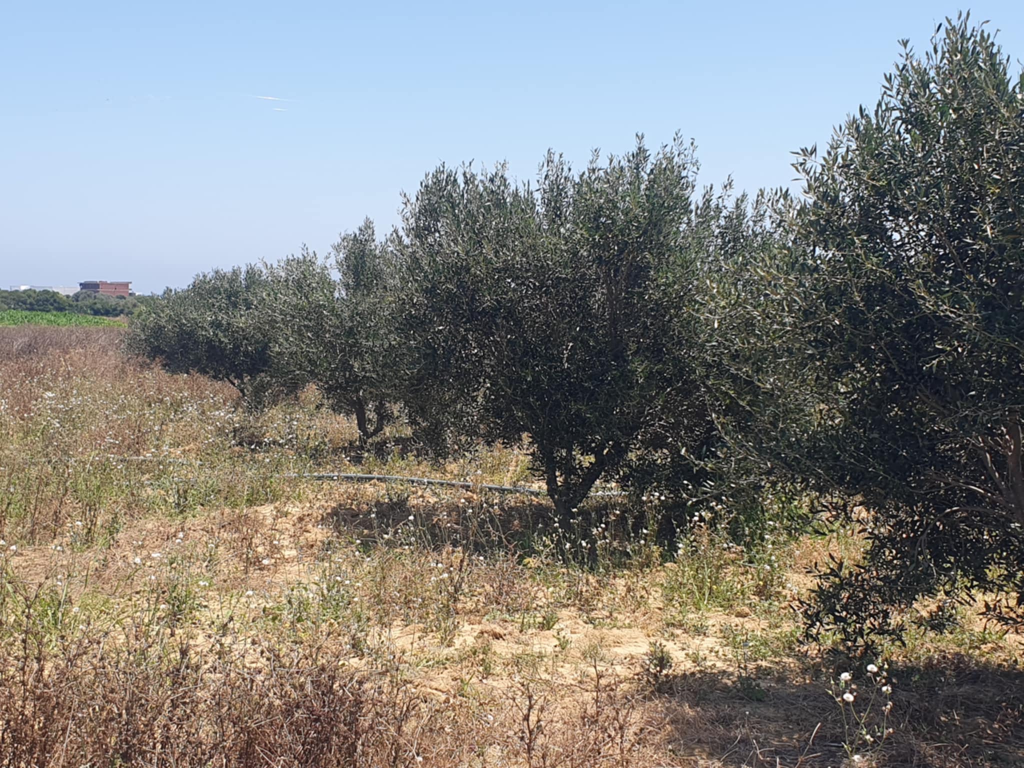 Hammam El Ghezaz Hammam Jebli Terrain Terrain agricole Terrain agricole  hammem jablie klibia