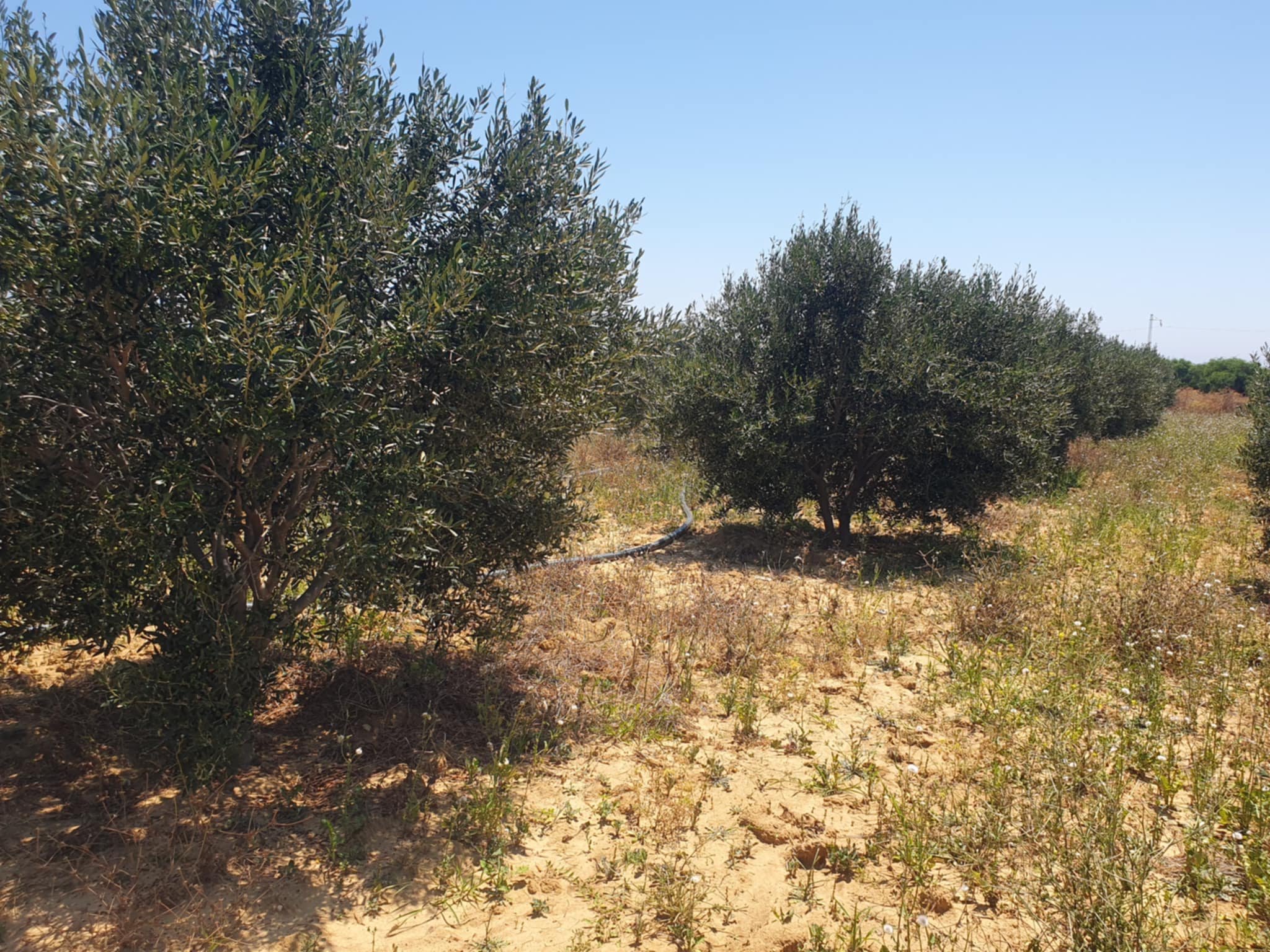 Hammam El Ghezaz Hammam Jebli Terrain Terrain agricole Terrain agricole  hammem jablie klibia