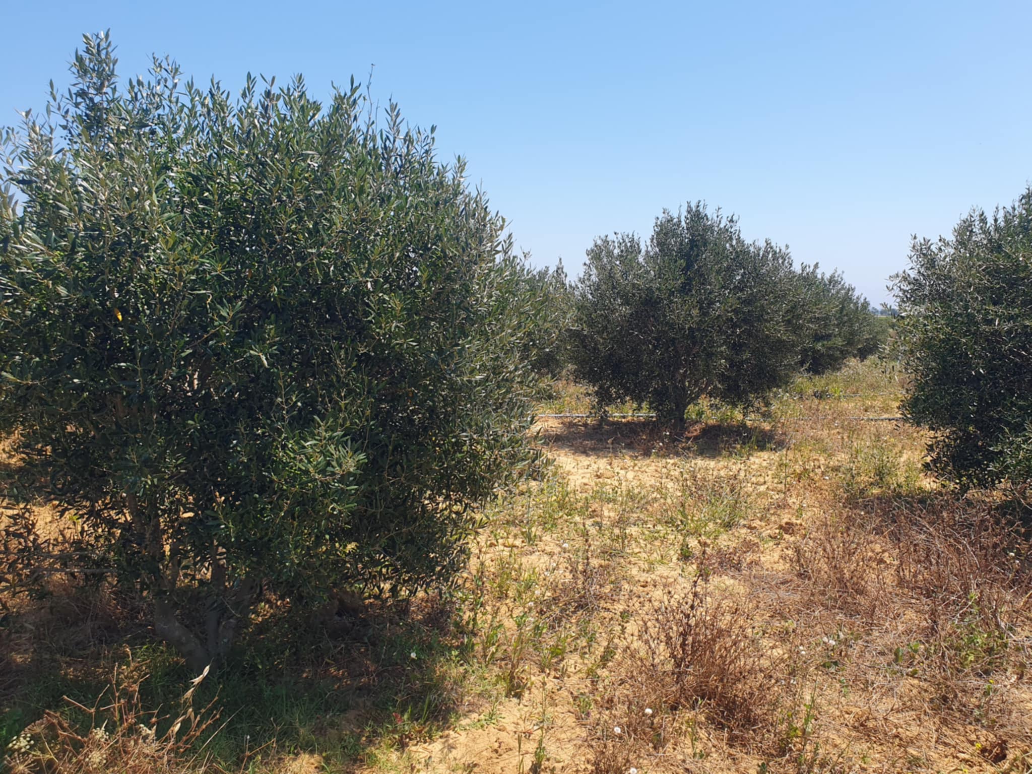 Terrain Terrain agricole