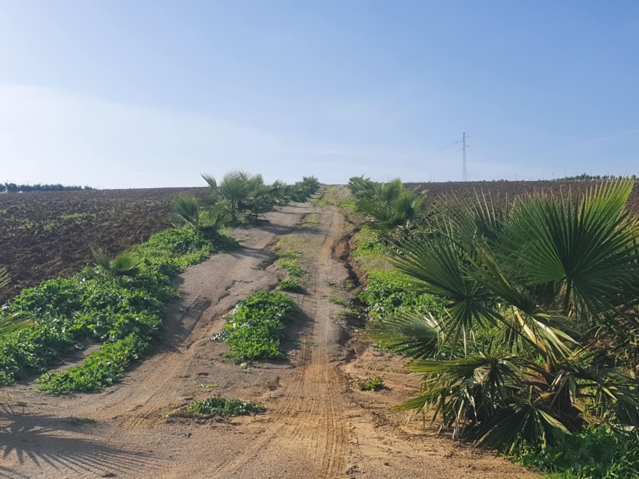 Kelibia Azmour Terrain Terrain agricole Terrain agricole sur la route klibia azmour