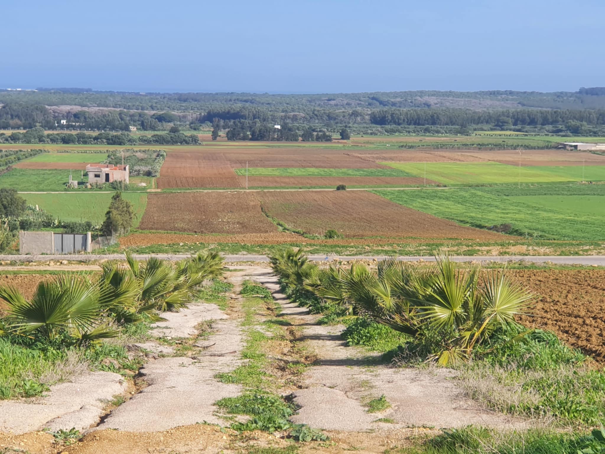 Kelibia Azmour Terrain Terrain agricole Terrain agricole sur la route klibia azmour