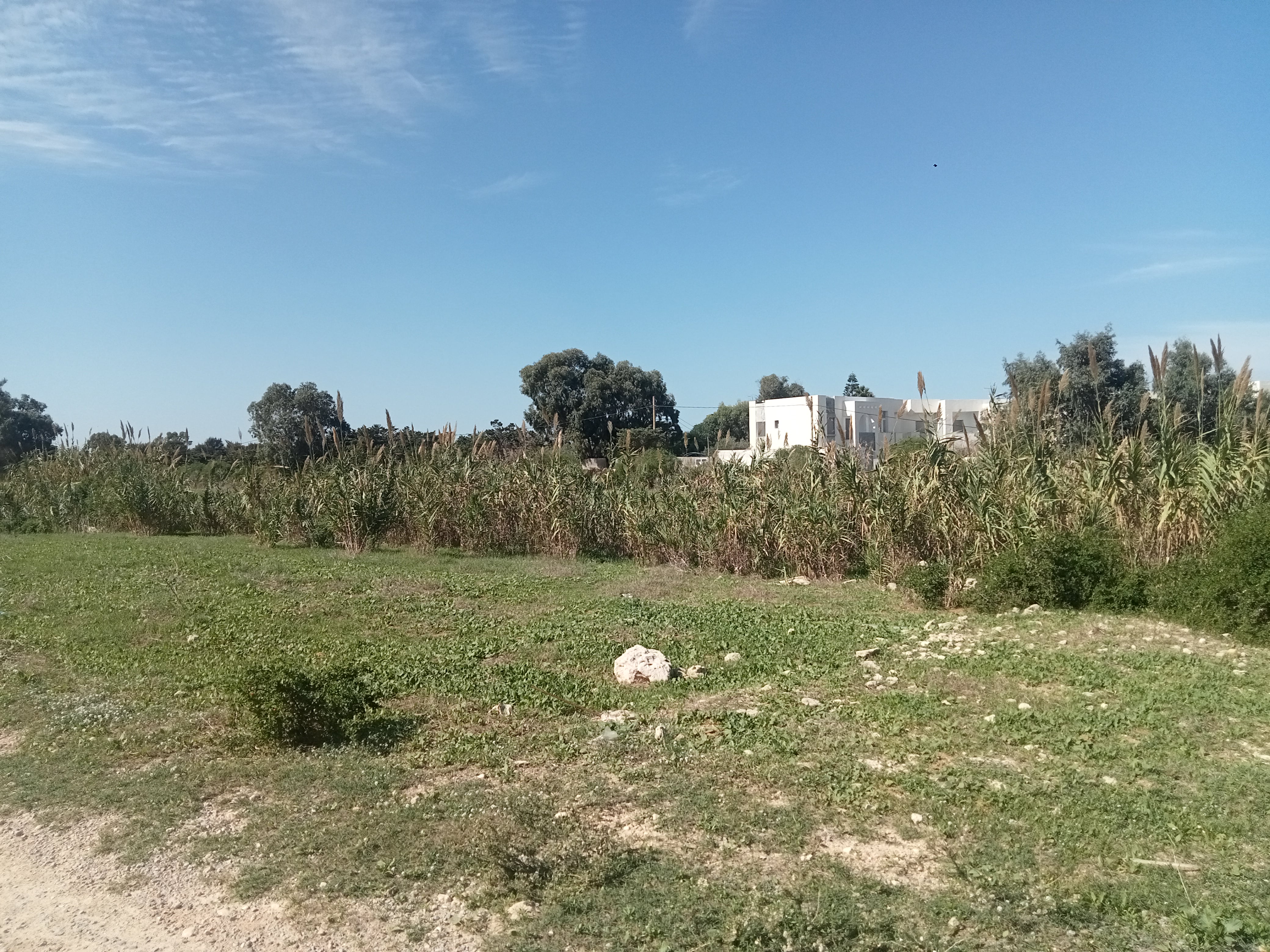 El Haouaria&nbsp;Charaf&nbsp;Terrain&nbsp;Terrain nu&nbsp;Des terrains pieds dans l'eau