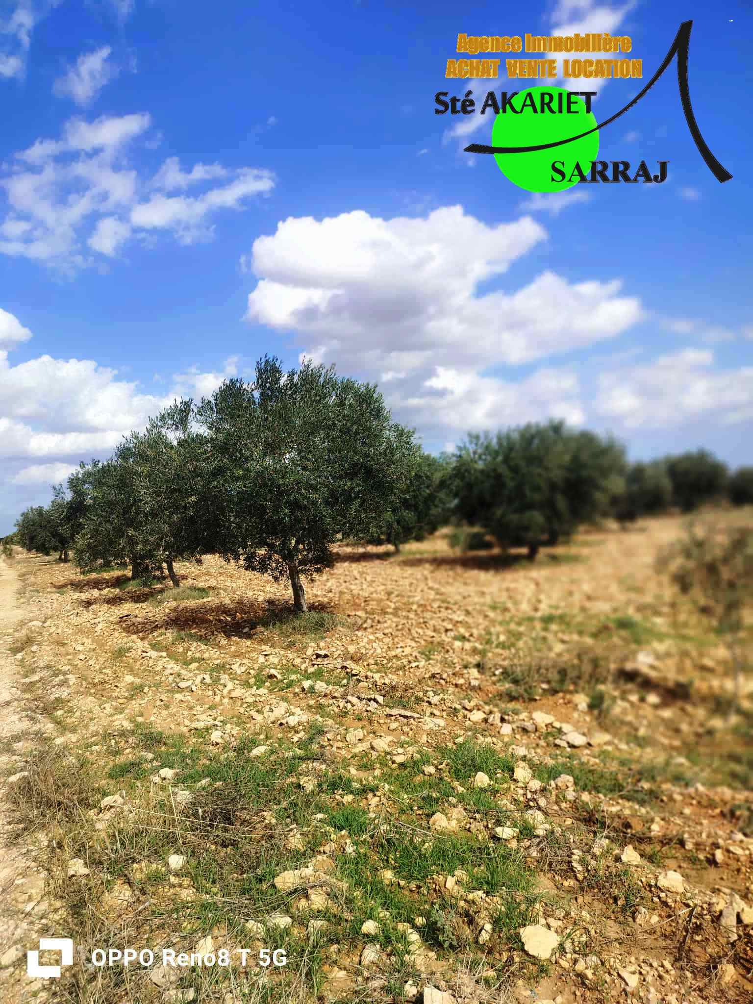 Kalaa El Kebira El Kraria Terrain Terrain agricole Senia 8 hectares et 6000m  kalaa kebira el kraria