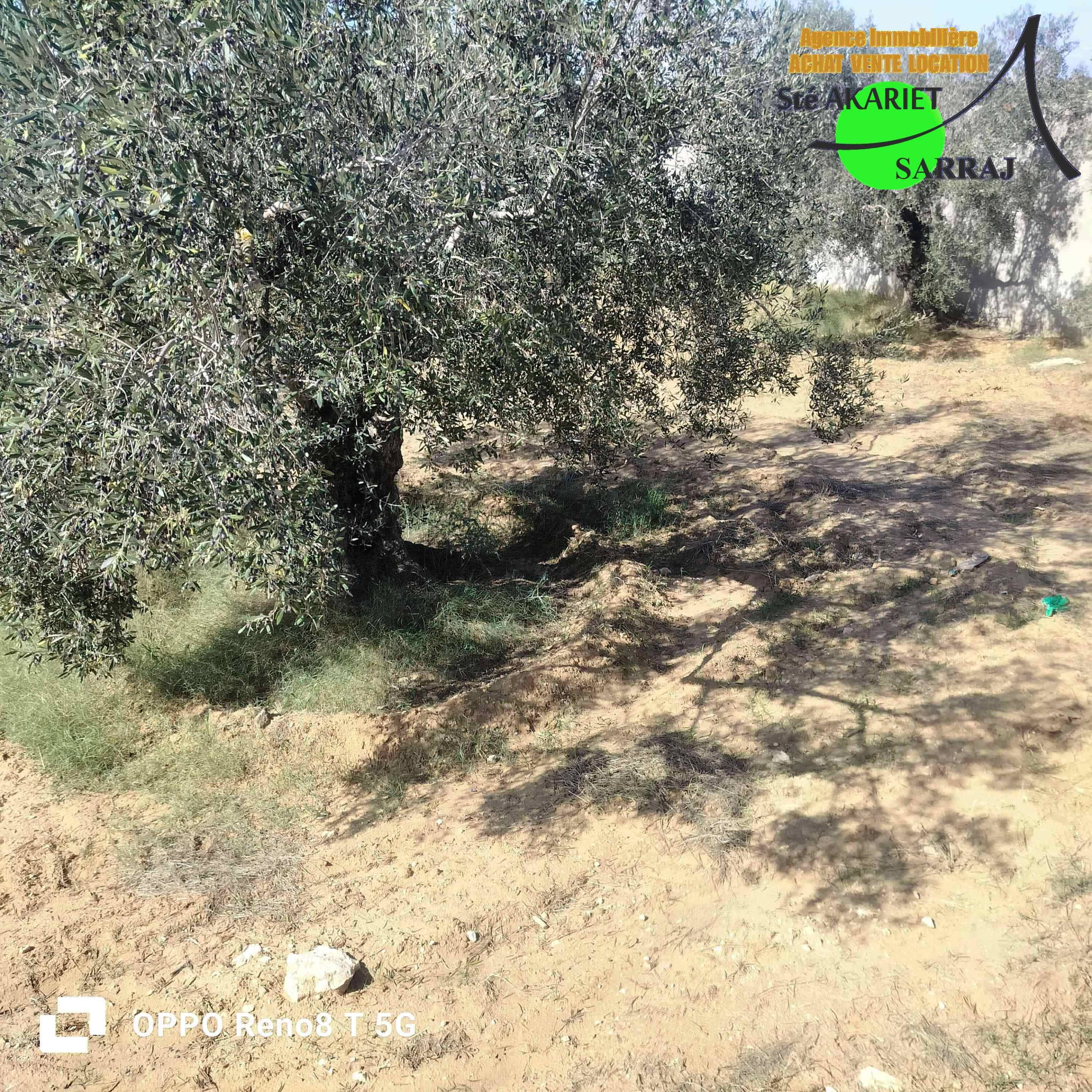 Akouda&nbsp;Chatt Meriem&nbsp;Terrain&nbsp;Terrain agricole&nbsp;Tr�s bon offre terrain cl�tur� 1000m � rmila